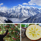 Snowy Mountain Ice Candy Apple 雪山冰糖心蘋果