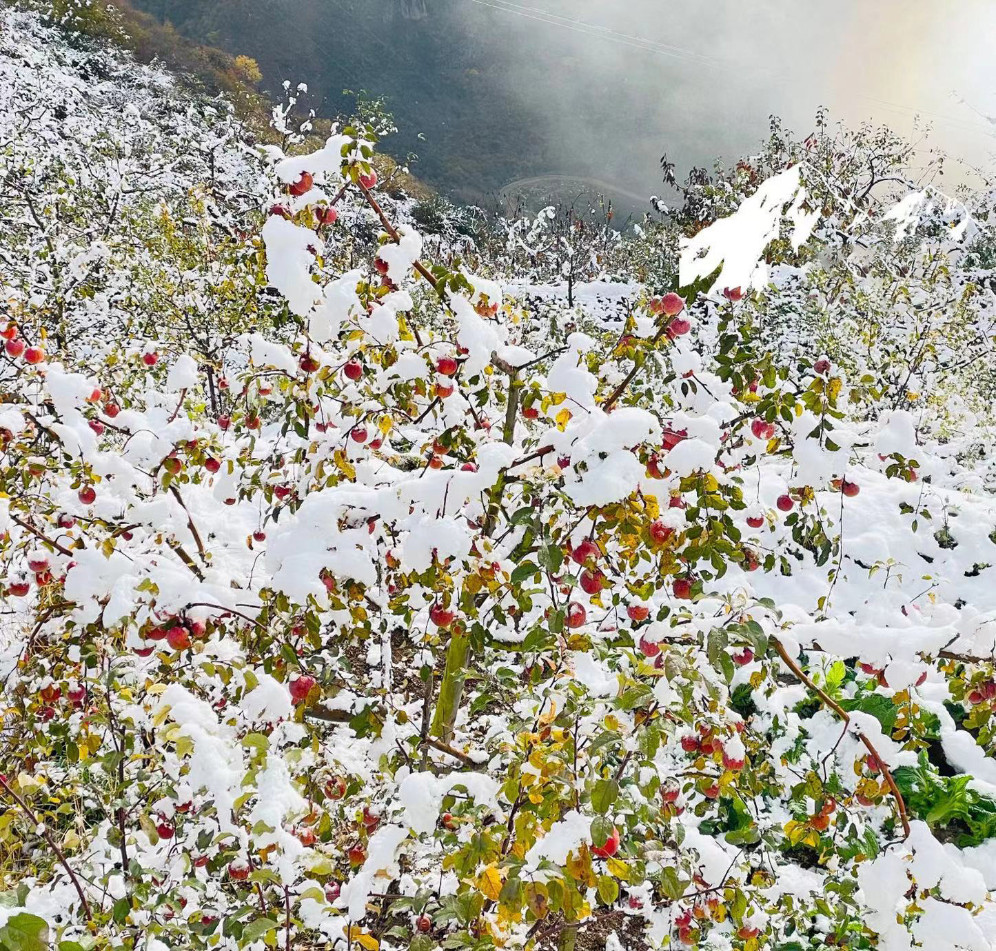 Snowy Mountain Ice Candy Apple 雪山冰糖心蘋果